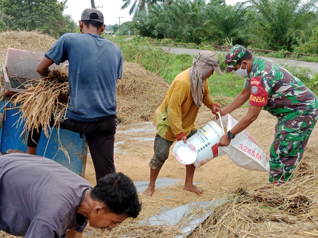 Babinsa Pereulak Barat Bantu Petani Rontokan Padi hasil Panen