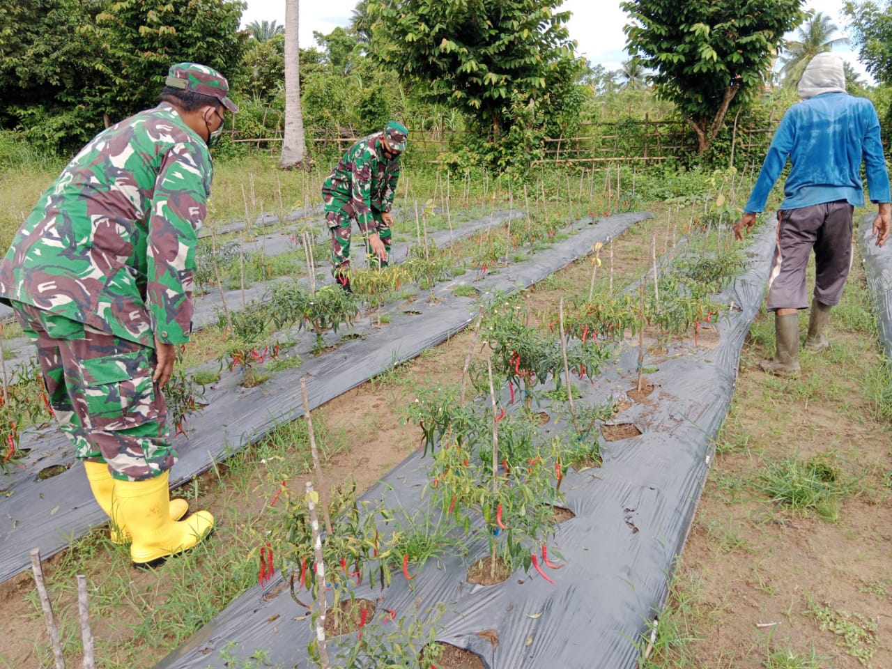 Cabe Siap Panen, Babinsa 15/Plkb Terus Lakukan Pendampingan
