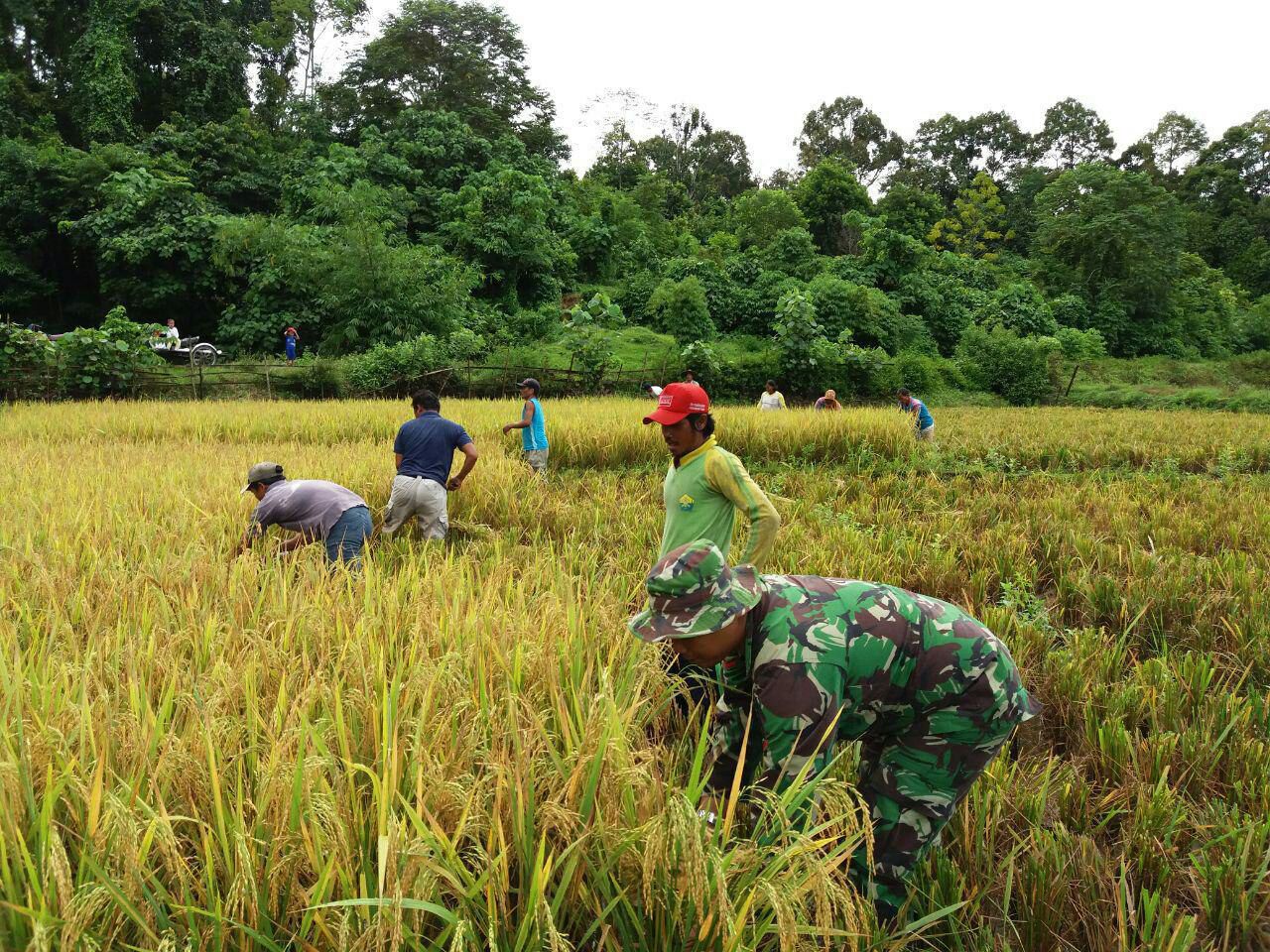 Babinsa Bantu Petani Panen Padi