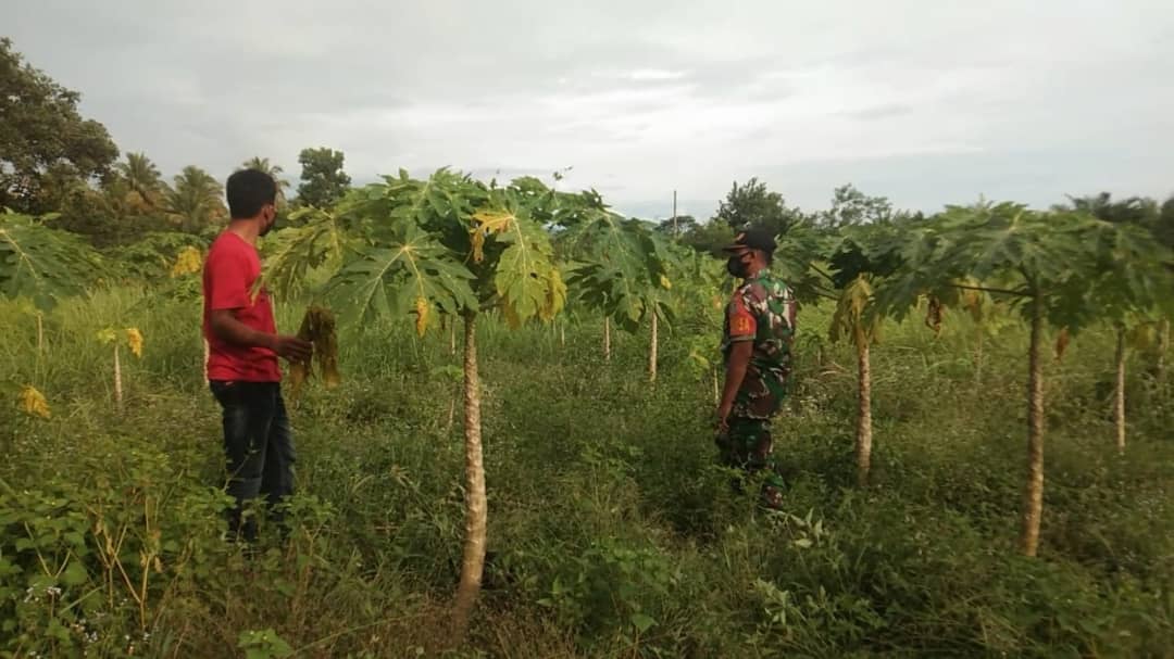 Babinsa Bunga Tanjung Komsos Dengan Petani Pepaya