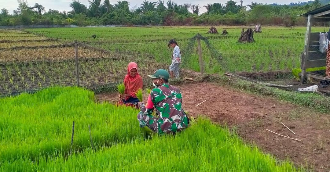 Babinsa Koramil 05/Simelue Barat Bantu Petani Cabut Bibit Padi Siap Tanam