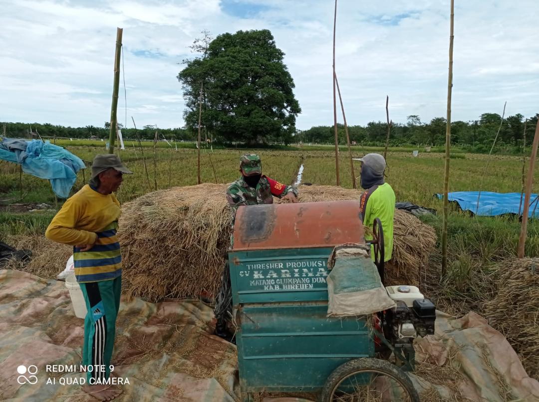 Pastikan Ketersediaan Pangan, Sertu Vien Sitepu Ikut Serta Membantu Petani Merontokkan Padi