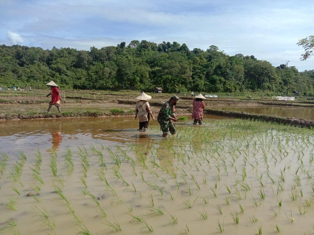 Wujudkan TNI Manunggal, Babinsa Indra Jaya Bantu Petani Tanam Padi