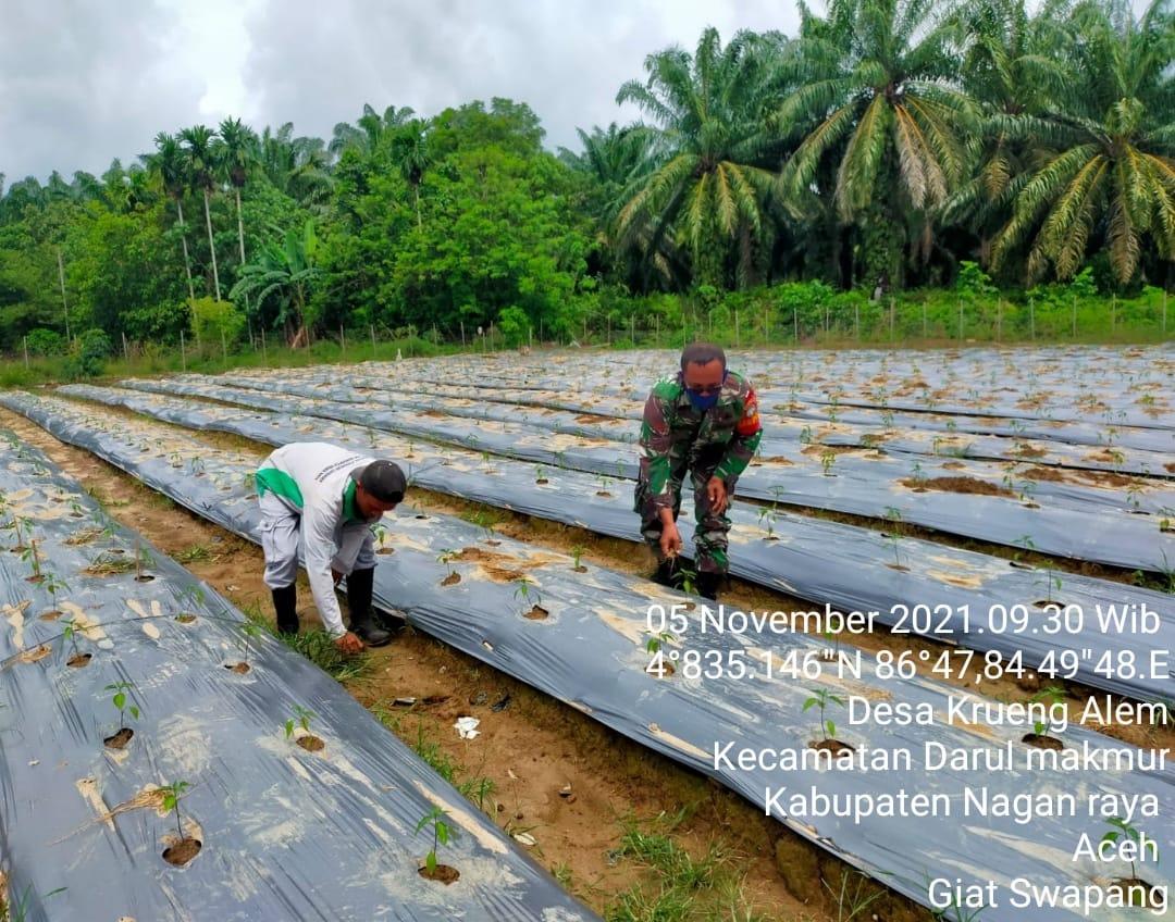 Babinsa Laksanakan Komsos sekaligus bantu petani rawat Cabe siap tanam