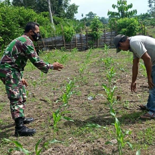 Dengan semangat walaupun hari Minggu babinsa tetap cek lahan jagung milik petani