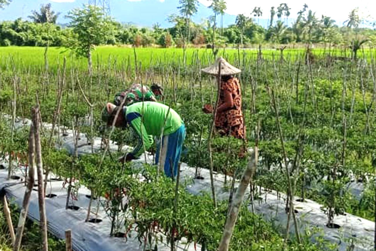 Optimalkan Pertanian Di Tengah Pandemi, Babinsa Ini Terjun ke Kebun Petani