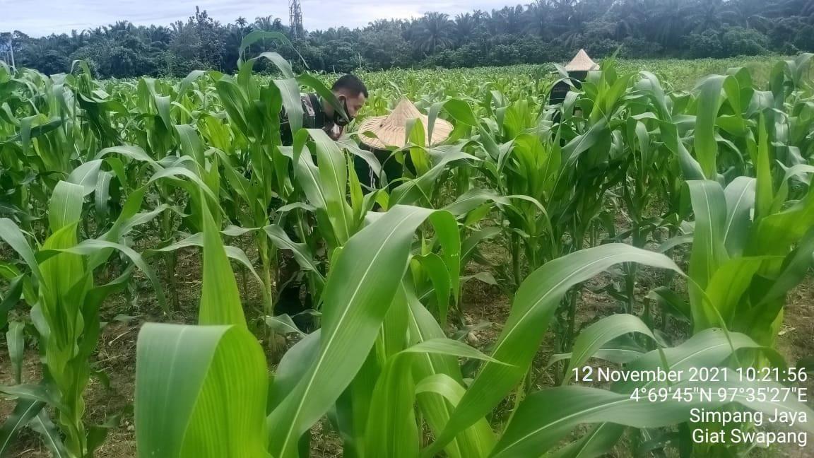 Laksanakan Giat Swapang Babinsa Bantu Petani Rawat Tanaman Jagung Dengan Kelompok Tani