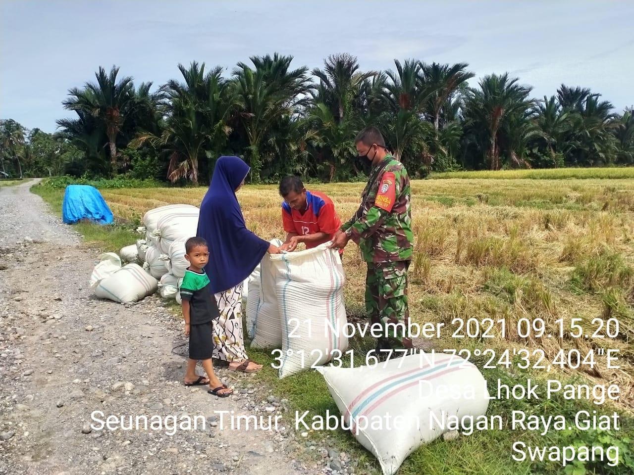 Sukseskan Swasembada Pangan Babinsa Koramil 03/Seunagan Timur terjun langsung bantu petani angkat hasil Panen