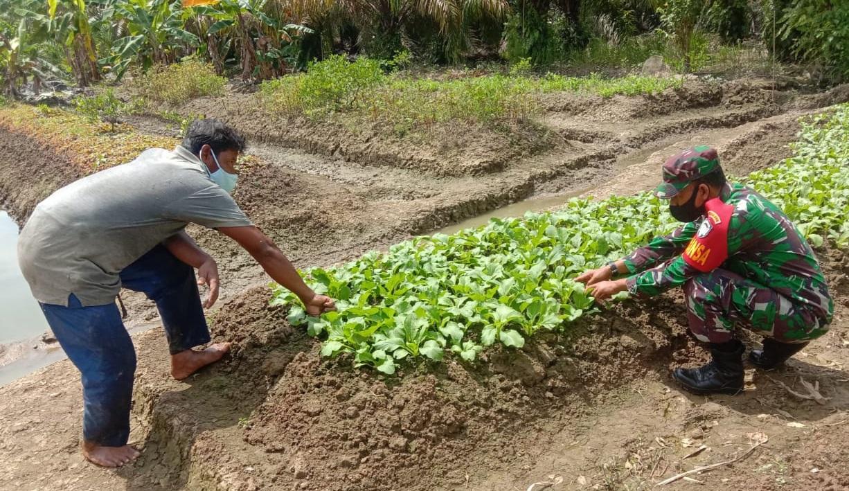 Babinsa Posramil Kuala Pesisir tingkatkan komsos dengan damping petani rawat Sayuran