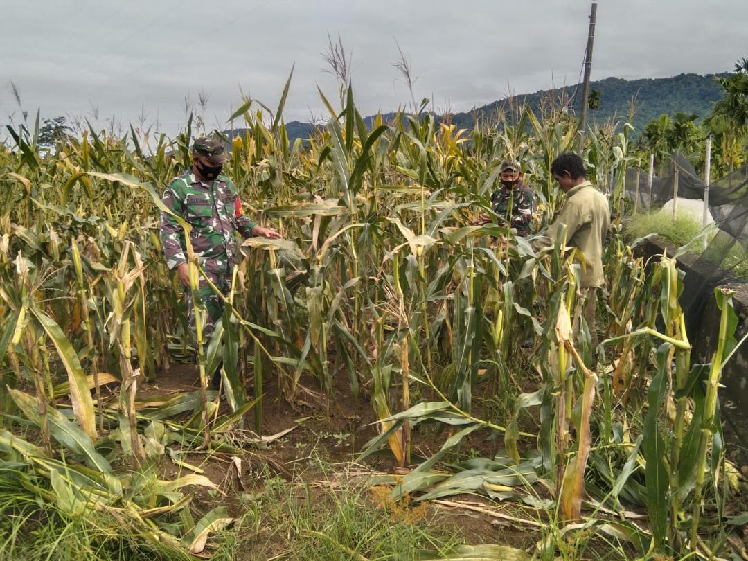 Didukung TNI, Petani Jagung di Abdya Kembali Panen