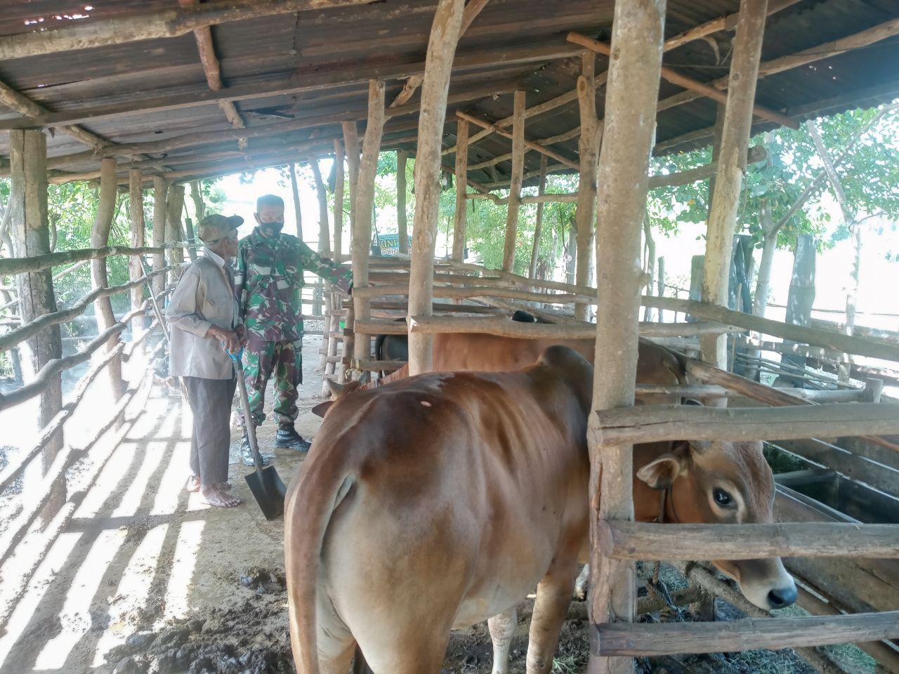 Dukung Program Pemerintah, Babinsa Kodim 0103/Aut Dampingi Warga Peternak Sapi