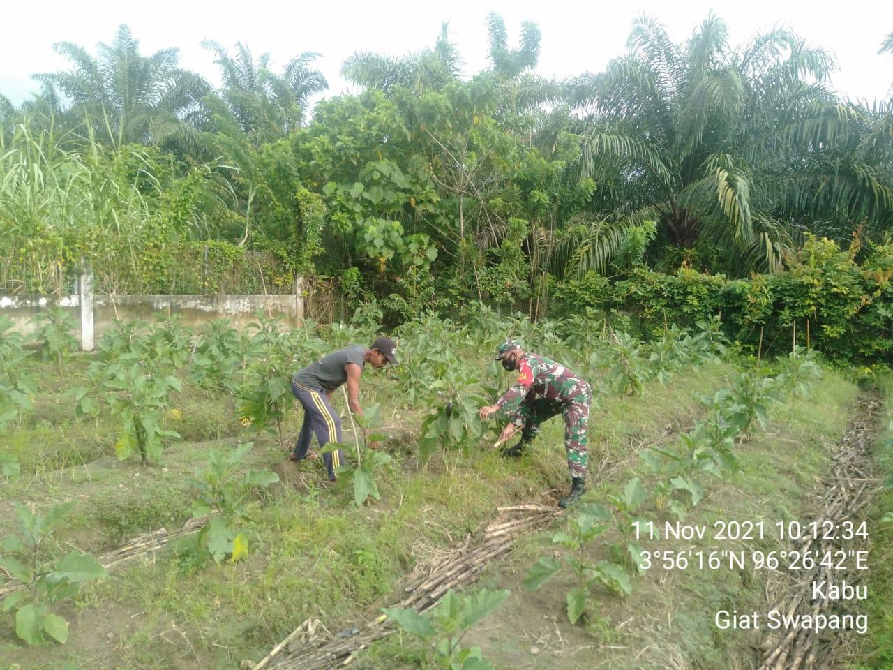 Tingkatkan Swasembada Pangan Babinsa Posramil Tripa Makmur Bantu Petani Rawat Tanaman Terong