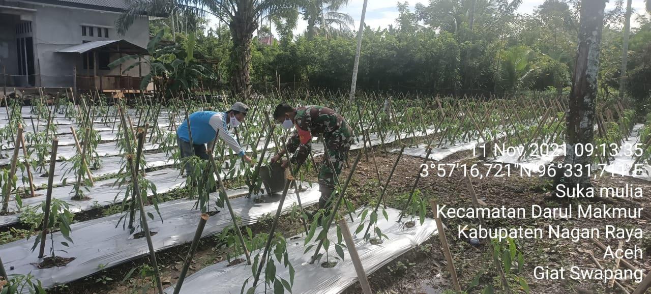 Babinsa Koramil 05/Darul Makmur Bantu Petani Rawat Tanaman Cabe