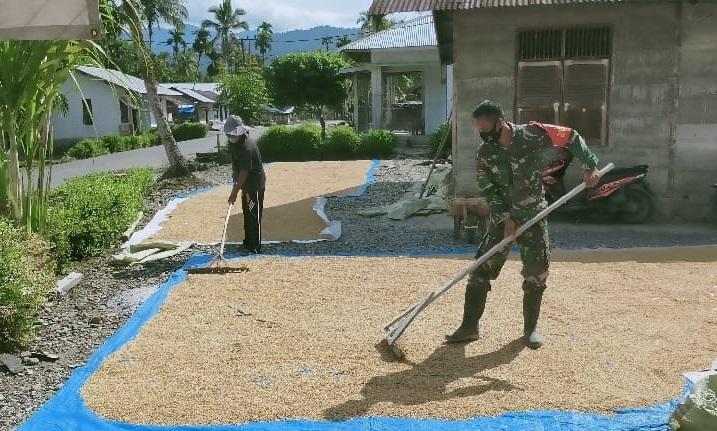 Dengan Penuh Semangat Babinsa Bantu Petani Jemur Padi Hasil Panen