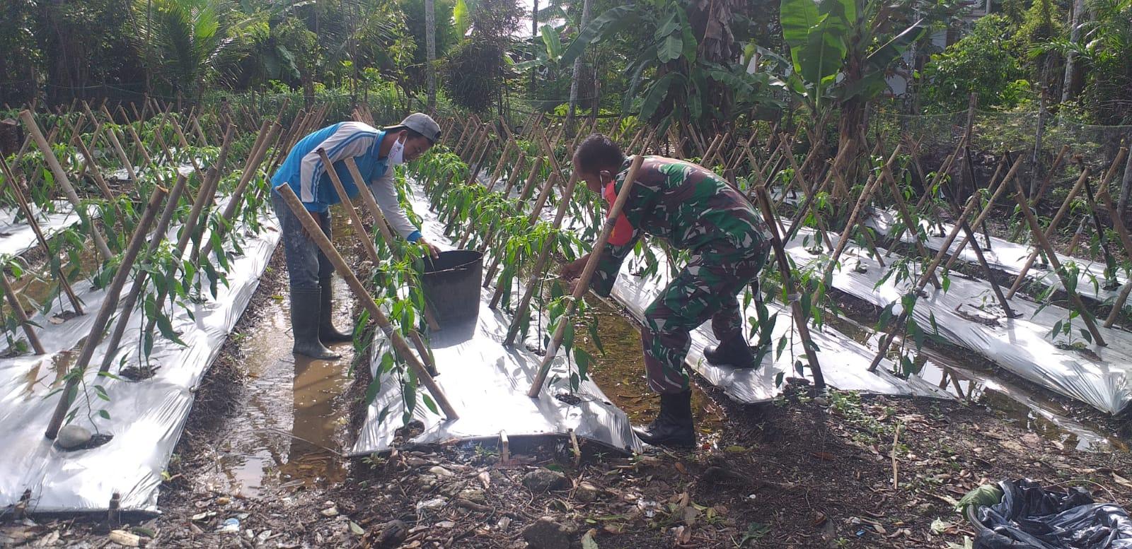 Tidak kenal lelah Babinsa Koramil 05/Darul Makmur bantu Petani Rawat tanaman cabe
