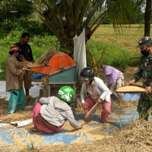 Dengan penuh semangat Babinsa Posramil Suka Makmue bantu Petani dalam perontokan Padi