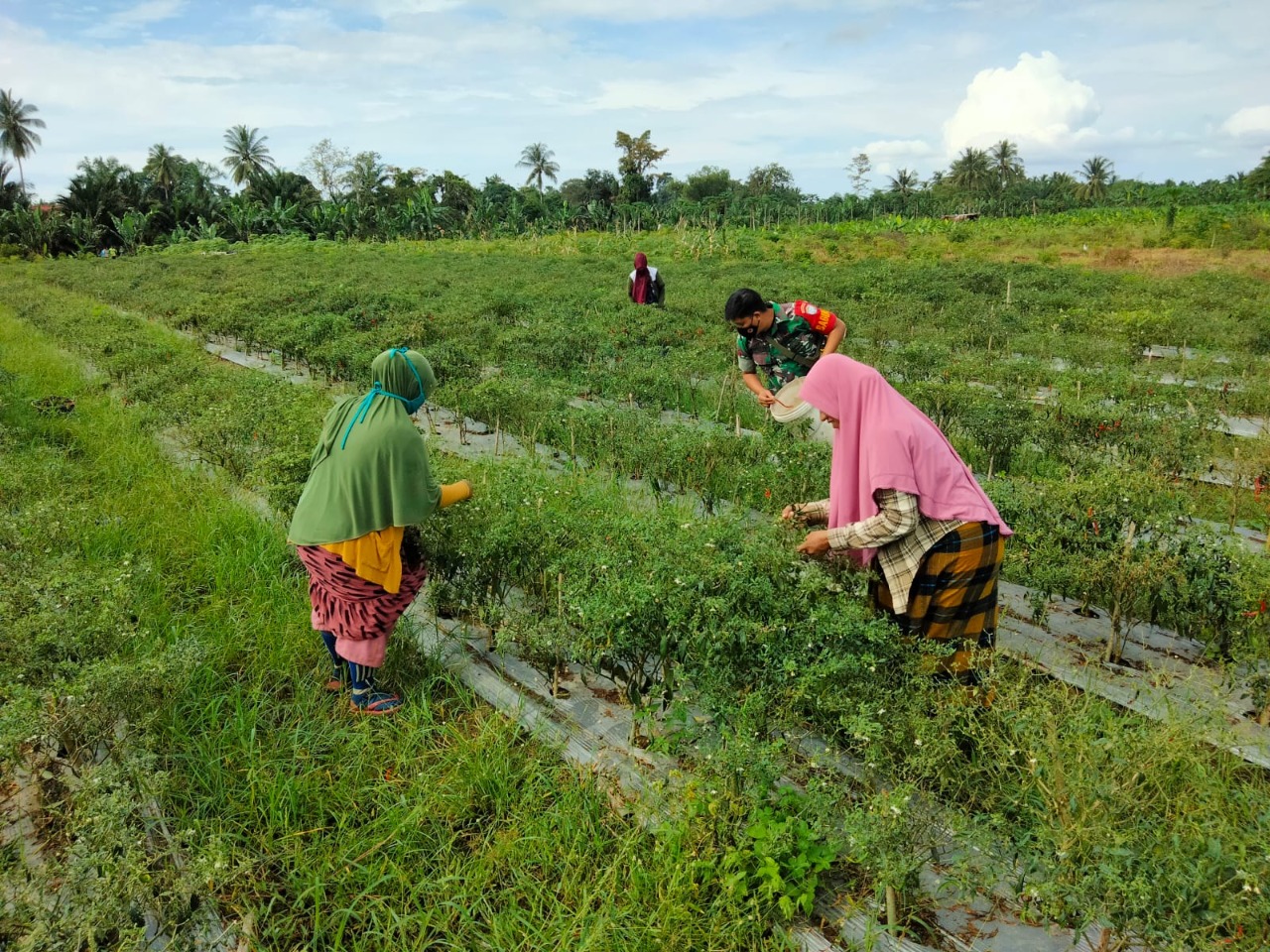 Tingkatkan Ketahanan Pangan, Babinsa 15/Plkb Bantu Petani Panen Cabe Merah
