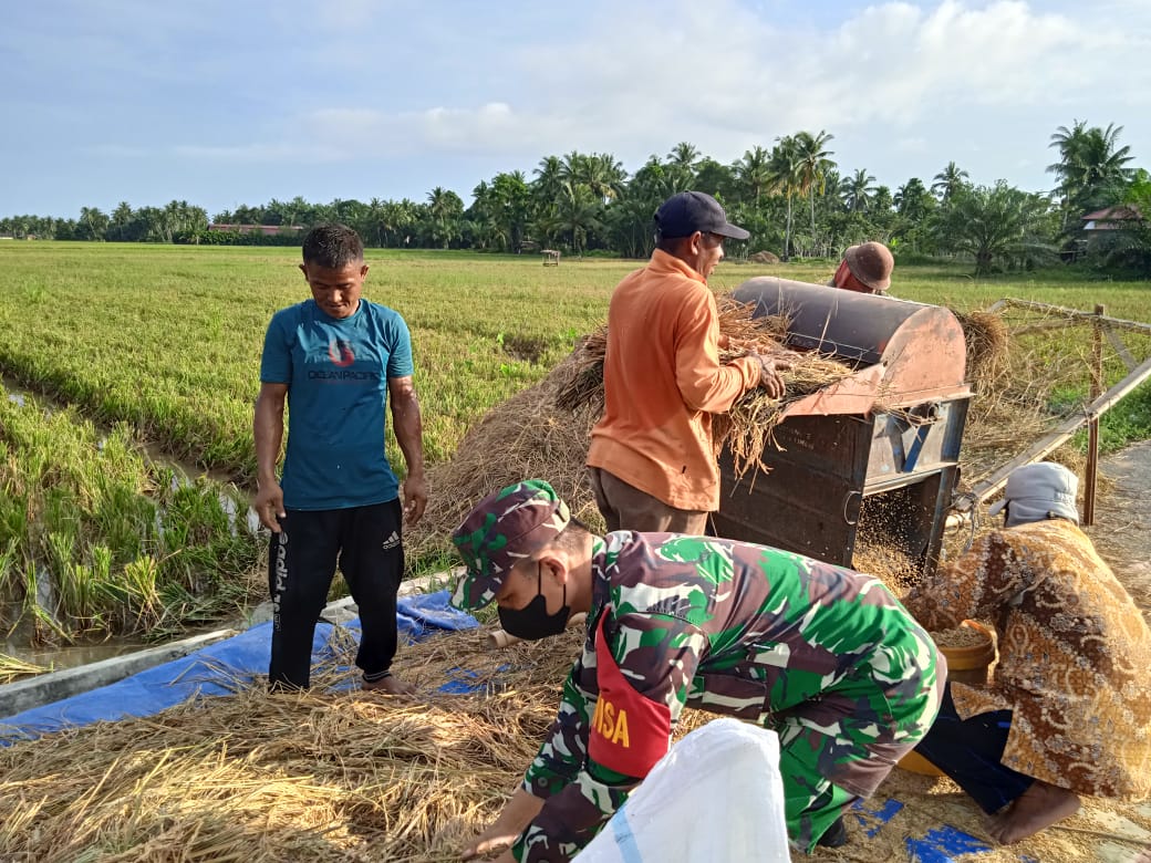 Wujudkan Ketahanan Pangan, Babinsa Ikut Bantu Warga Binaan Rontokkan Padi