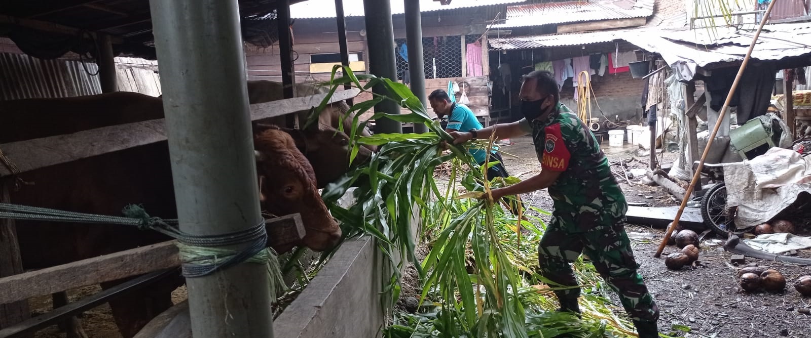 Manfaatkan Komsos, Babinsa Motivasi Peternak Sapi