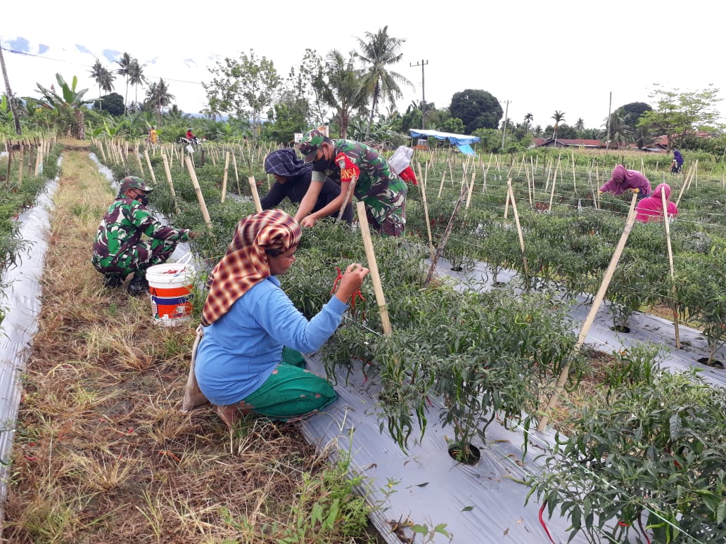 Hadirnya Babinsa Yang Amanah Panen Cabe Pun Jadi Melimpah