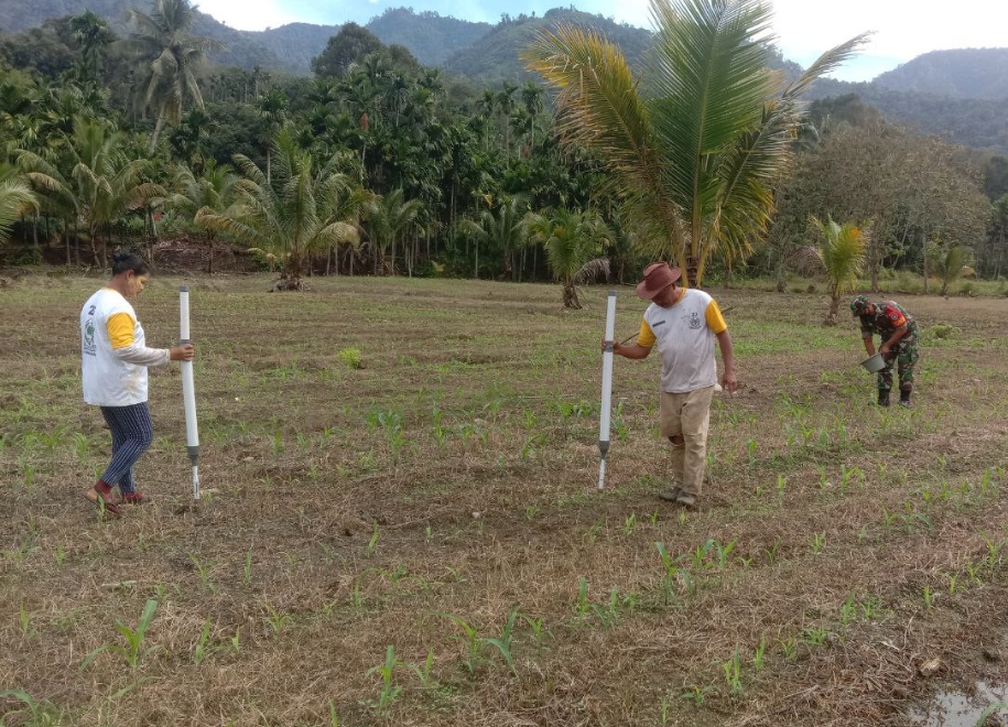 Peduli Warga Binaan Babinsa Bantu Petani Pupuk Jagung