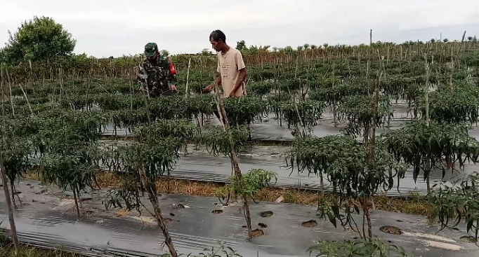 Manfaatkan Hari Libur, Babinsa 13/Plkt Panen Cabe Merah Bersama Petani