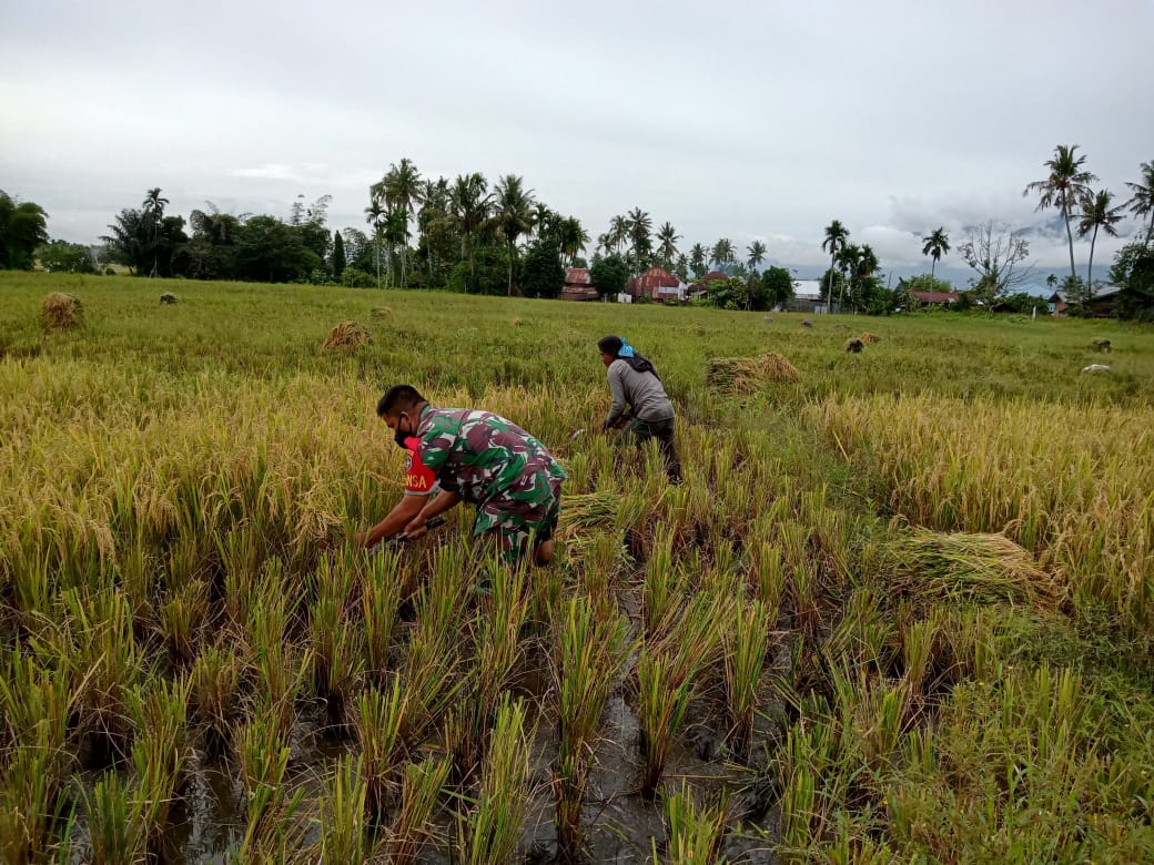 Sukseskan Swasembada Pangan Babinsa Turun Kesawah Panen Padi
