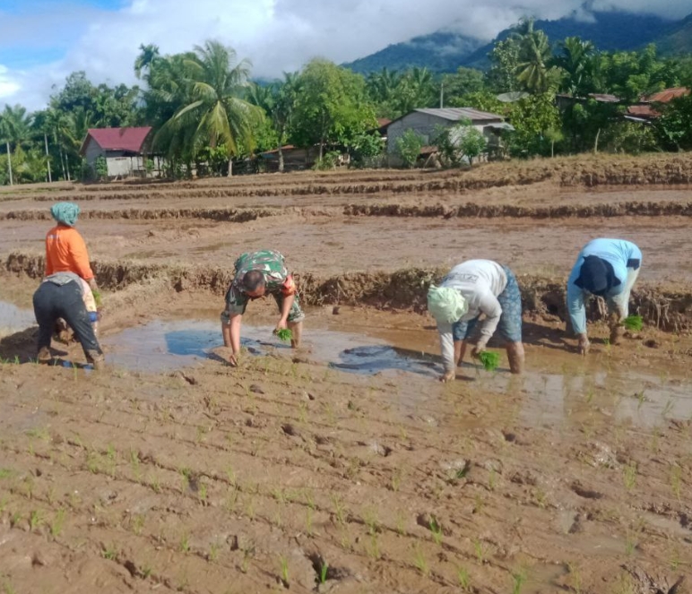 Petani dan Babinsa Turun Ke Sawah