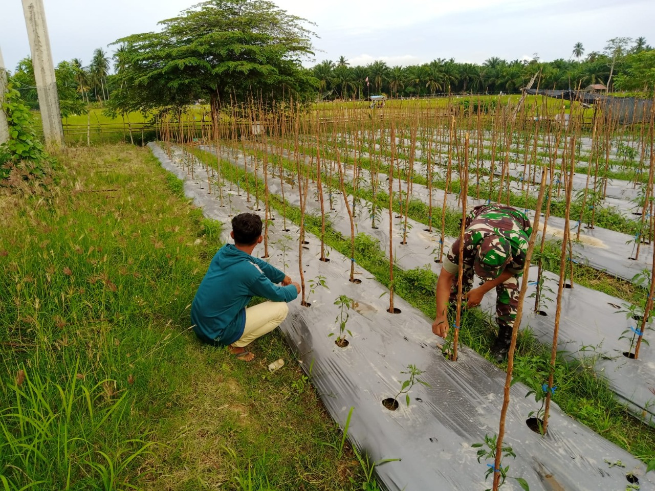 Bantu Merawat Tanaman, Babinsa 13/Plkt Berikan Pendampingan kepada Petani Cabe