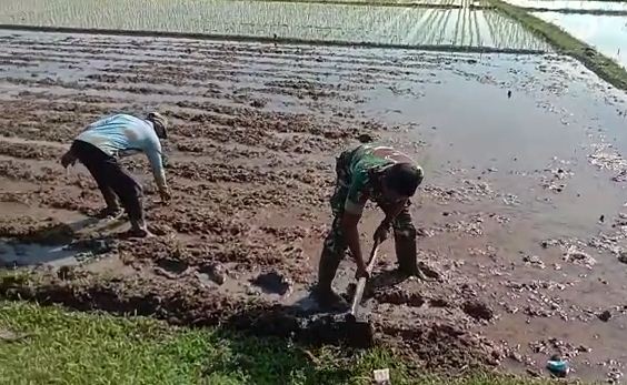 Masuk Musim Tanam Padi, Babinsa Rantau Peureulak Bantu Petani Garap Sawah