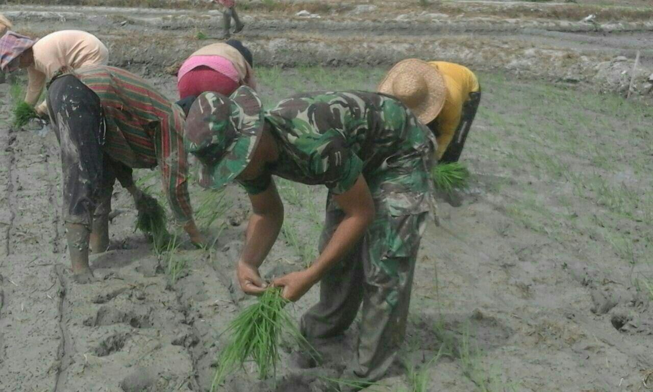 Peduli Dengan Petani Babinsa Turun Sawah Bantu Tanam Padi