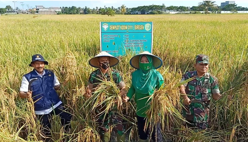 Dandim 0111/Bireuen Lakukan Panen Padi di Lahan Demplot Kodim