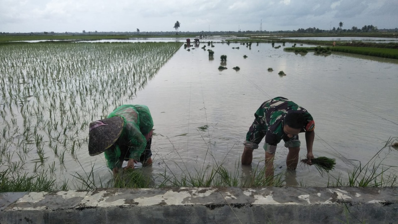 Babinsa Madat Terapkan Metode Jajar Legowo Pada Tanam Padi Untuk Pencapaian Maksimal