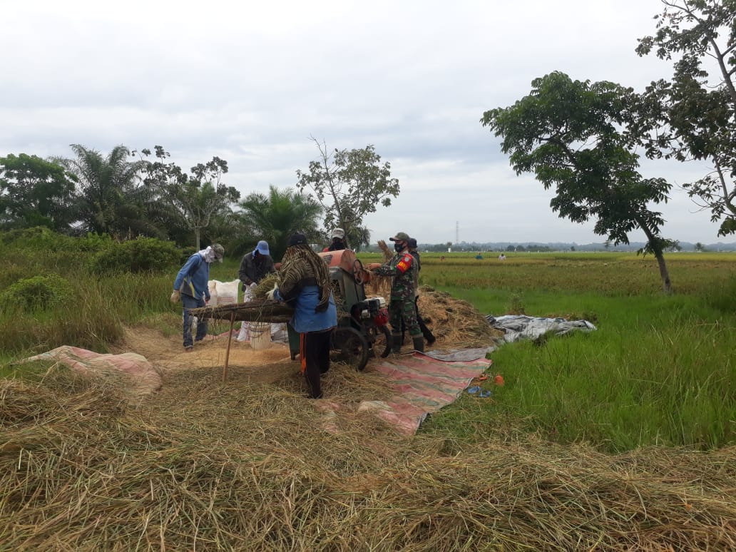 Hadir di Tengah Petani, Babinsa Peureulak Barat Bantu Proses Perontokan Padi