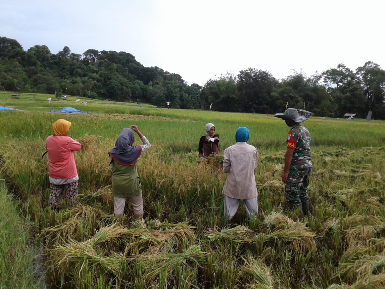 Bentuk Kemanunggalan TNI, Babinsa Bantu Petani Panen Padi
