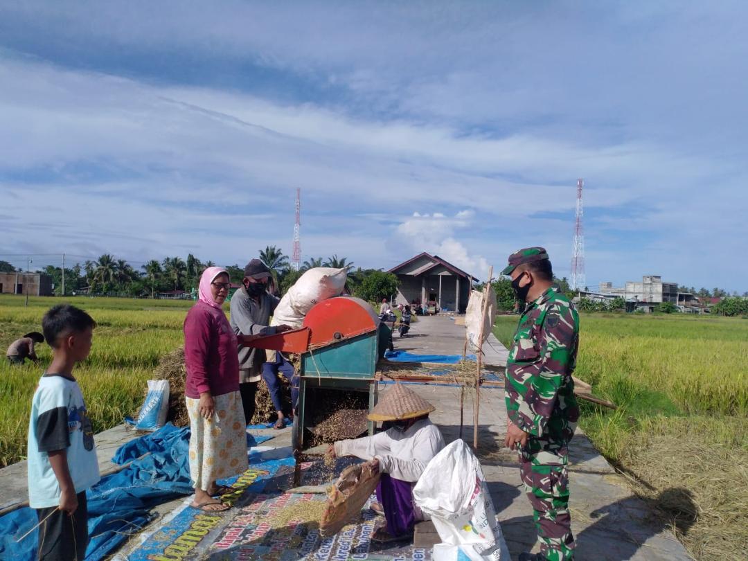 Danramil 02/Lateng Terjun Langsung ke Sawah Melihat Hasil Produksi Petani