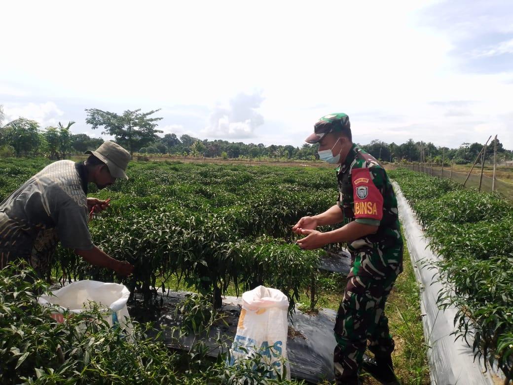 Tingkatkan Ekonomi Warga Babinsa Setia Bakti Beri Solusi Mannfatkan Lahan Tidur