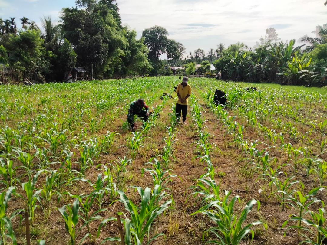 Sukseskan Swasembada Pangan Babinsa Bantu Petani Rawat Tanaman Jagung