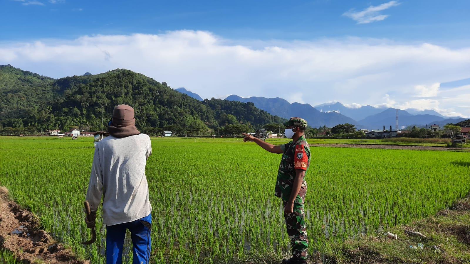 Babinsa Jaya Bersama Ketua Kelompok Tani Pantau Perkembangan Pertumbuhan Tanaman Padi