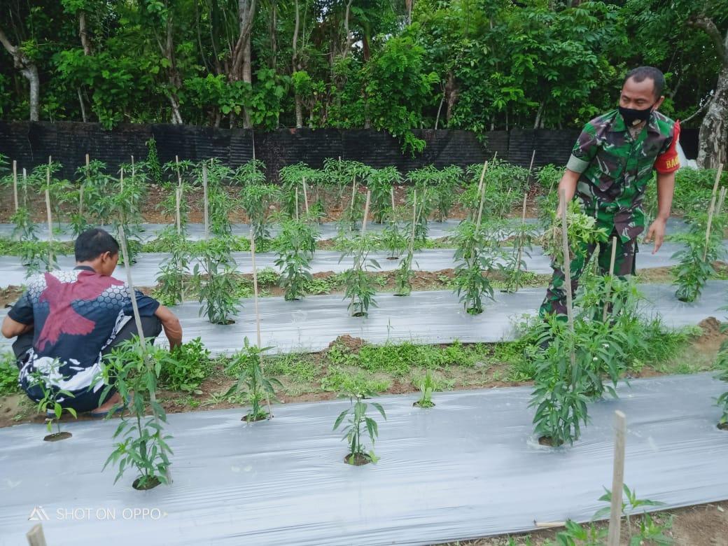 Babinsa di Lembah Sabil Bantu Petani Kelola Budidaya Cabai, Ini Ceritanya