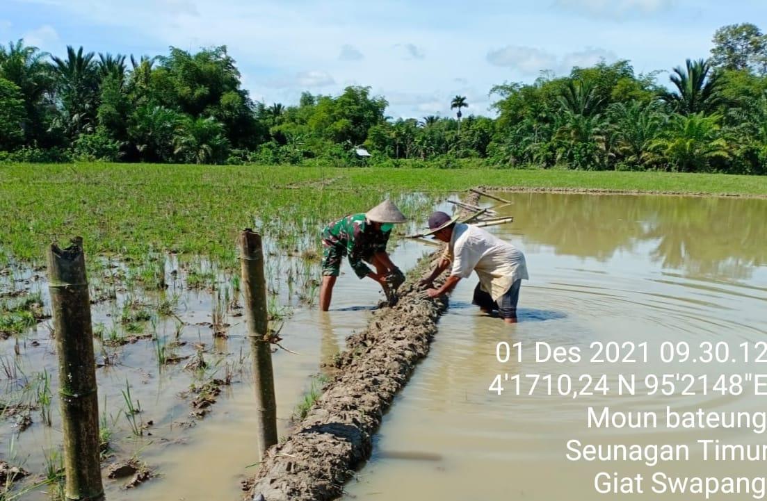 Percepat Masa Tanam Padi Babinsa Koramil 03/Seunagan Timur Bantu Petani Buat Pematang Sawah