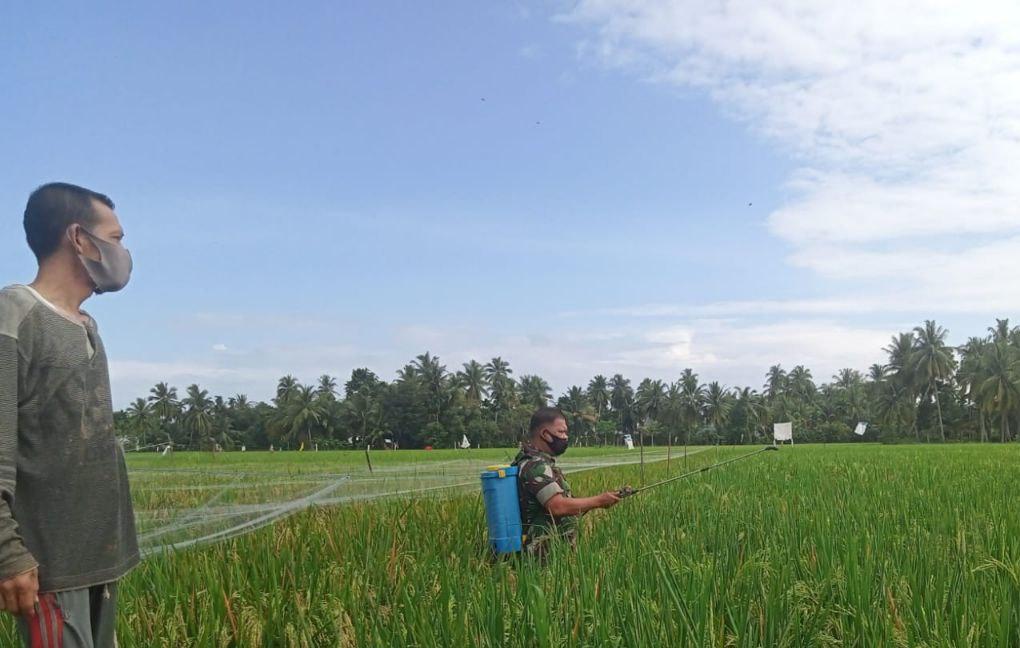 Dampingi Warganya Babinsa Bantu Menyemprot Padi di Sawah.