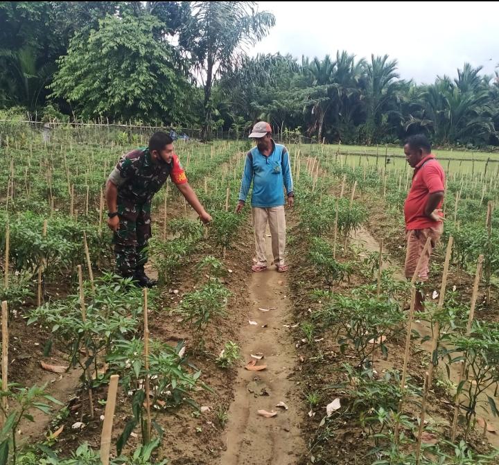 Dorong Swasembada Pangan, Serda Tatang Mulyana Dampingi Petani Cabe