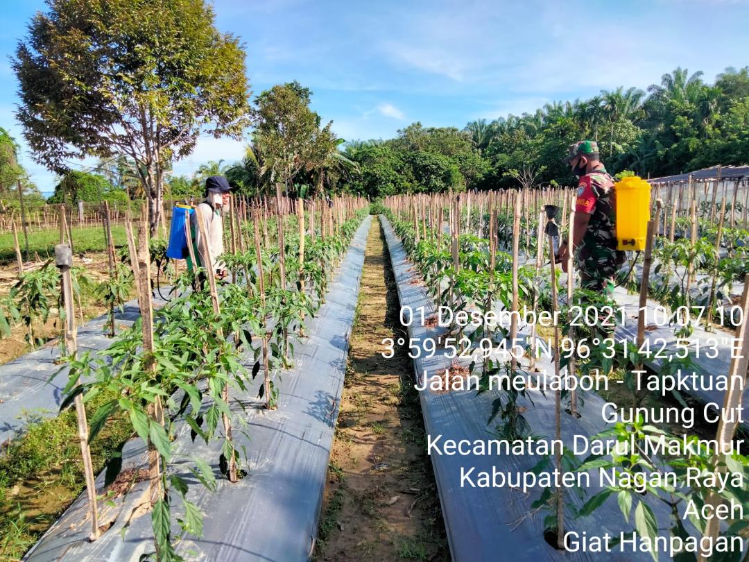 Babinsa Koramil 05/Darul Makmur Bantu Petani Semprot Hama tanam Cabe