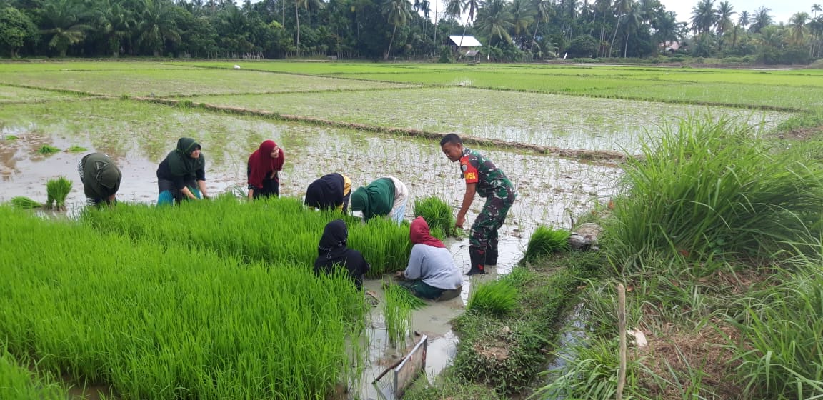 Dampingi Proses Pindah Tanam Bibit Padi, Babinsa Turun Kesawah