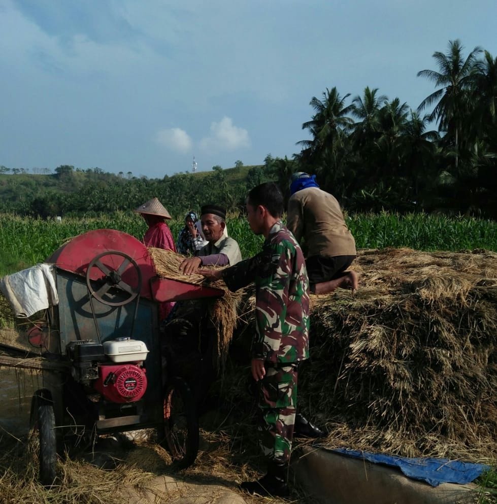 Babinsa Kodim 0103/Aut, Bantu Petani Merontokan Padi disawa