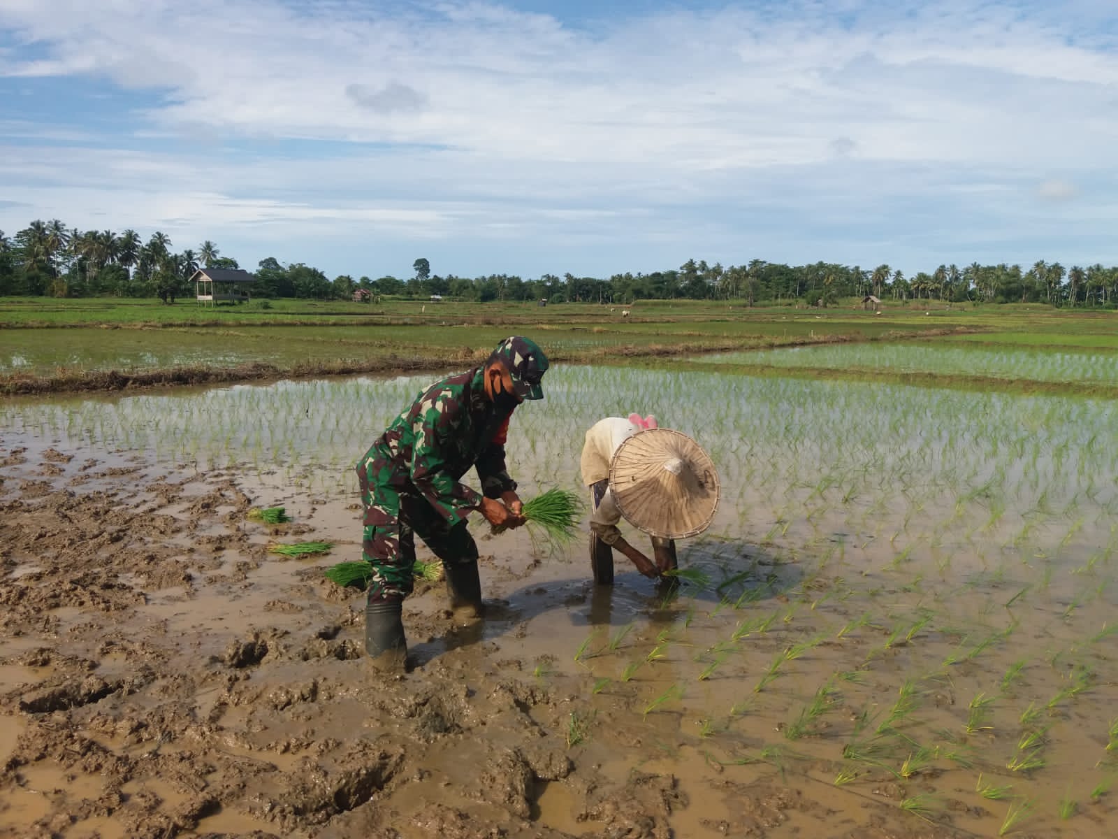 Dengan Niat Tulus Ikhlas, Babinsa Koramil 08/Arongan Dengan Sigap Bantu Petani Tanam Padi Di Bawah Sengatan Terik Matahari
