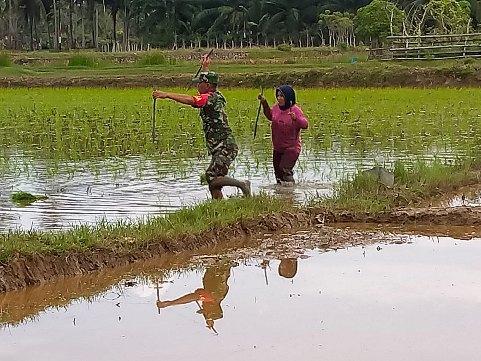 Koptu Bambang Armansyah Berjibaku Di Tengah Sawah Bersama Aminah.