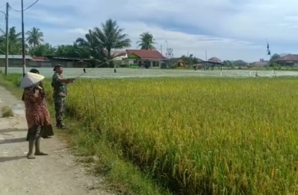 Bersama Petani Babinsa Ramil 02/Lgs Usir Hama Burung di Sawah