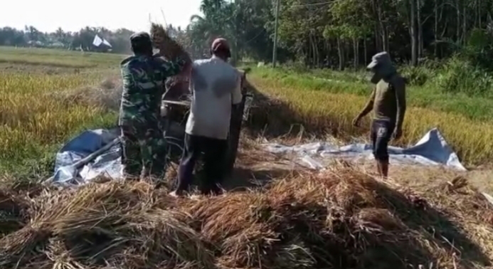 Babinsa Pereulak Bantu Petani Rontokan Hasil Panen Padi Petani